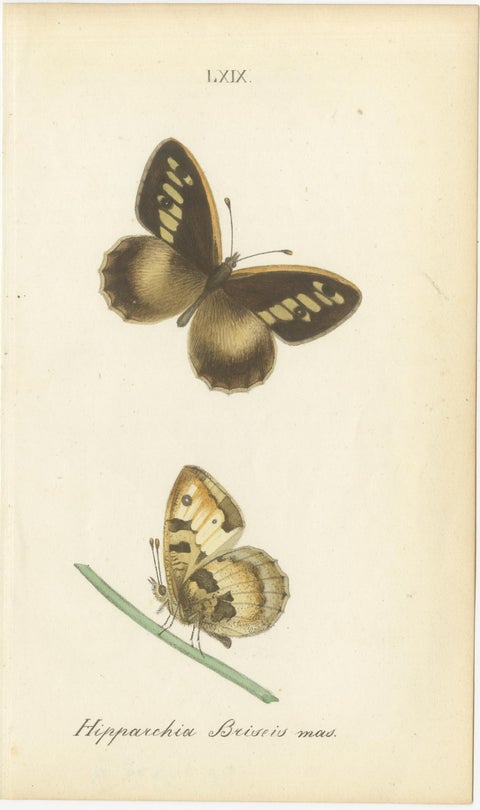 Cabinet-Size British Butterfly Engravings by Jardine & Lizars, 1835, view 3