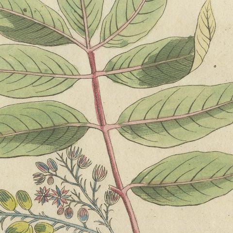 Poison Ivy and Poison Sumac, Antique Bertuch Print, circa 1805, close-up 1