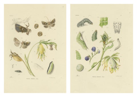 Antique Dutch Plusia Moneta Moth Diptych, Hand-Colored by Sepp & Brants, 1908, view 4