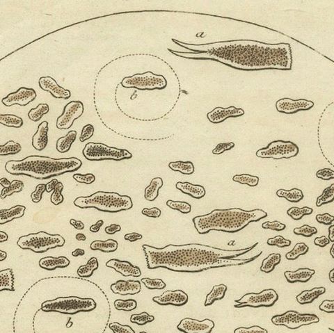 Microscopic Study of Insect Anatomy: Hand-Colored Engraving from Bertuch, 1798, close-up 3
