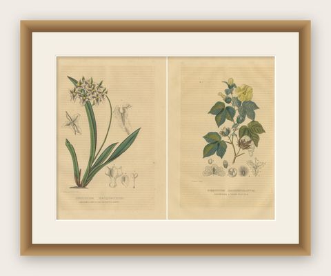 Orchid & Cotton Elegance: A Botanical Legacy in Bloom - Old Engravings of 1845, shown framed