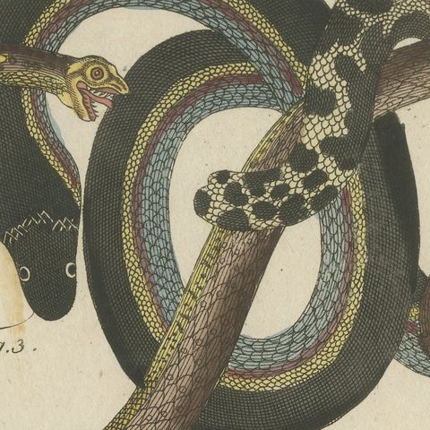 Four Snakes in Colourful Coils, Antique Bertuch Print, Vienna, circa 1805, close-up 1