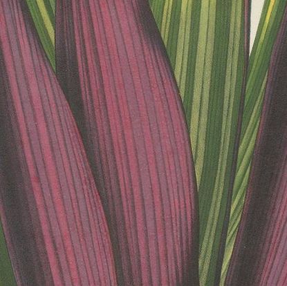 Antique Botany Print of Tradescantia Spathacea by Van Houtte, 1856, close-up 2