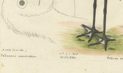 Antique Hand-Colored Engraving of the American Pelican, 19th Century, close-up 5