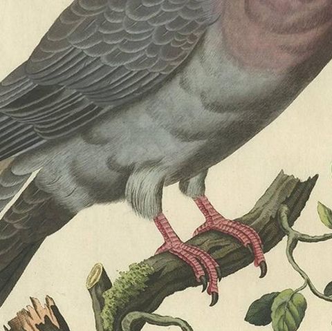 Stock Dove, Columba Oenas, Nozeman & Sepp Antique Bird Print, c.1829, close-up 2