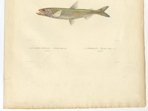 Capelin & Smelt, Antique Ichthyology Print, Greenland, Gaimard Voyage 1842, close-up 2