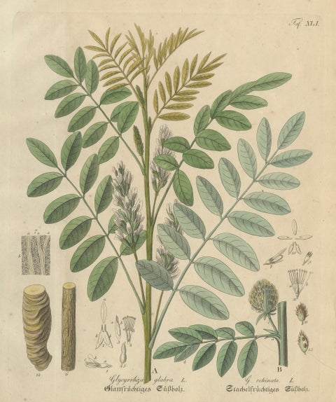 Antique Liquorice Botanical Print, Glycyrrhiza Glabra & Echinata, c.1831, close-up 1