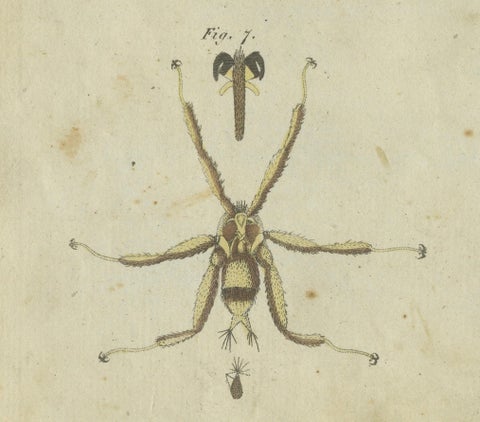 Intricate Arachnids and Insects: Hand-Colored Engraving Published in 1805, close-up 1