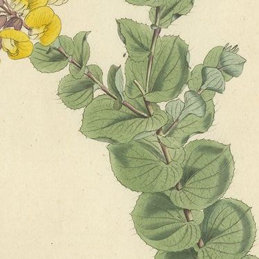 Set of 3 Antique Botany Prints, Common Cytisus, Borbonia, Cistus, close-up 2