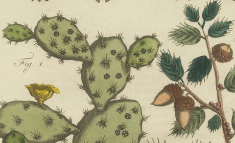 Cochineal Cactus and Kermes Oak: Hand-Colored Engraving from 1798, close-up 1
