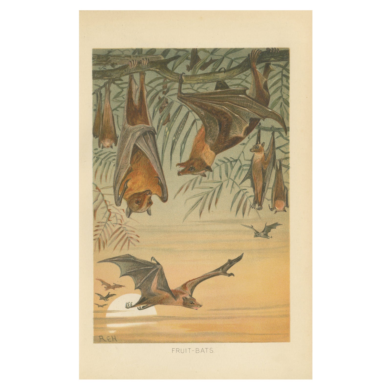 Fruit Bats Antique Chromolithograph Print, Nocturnal Mammals, 1894