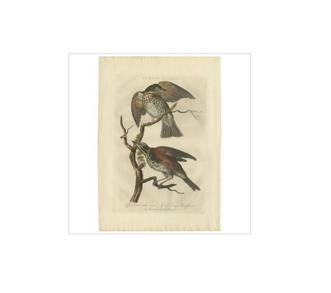 Redwing Thrush, Antique Bird Print by Nozeman and Sepp, 1770, view 2