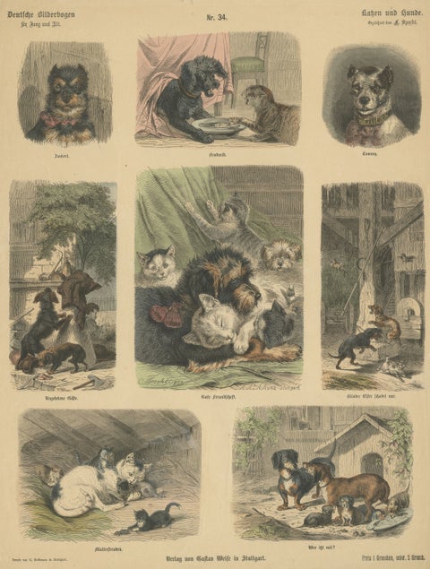 Antique Print of Cats and Dogs, Hand-Colored German Wood Engraving, c.1909, view 2