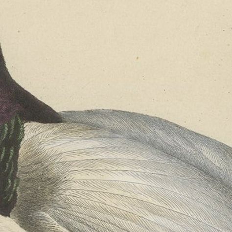 Antique Print of a Beautiful Handcolored Sugarbird, 1854, close-up 2