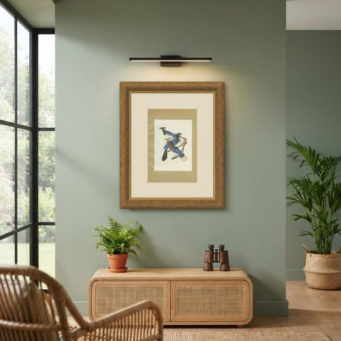 Jays, Brazilian Bird Print, Descourtilz, 1944, shown framed on a wall