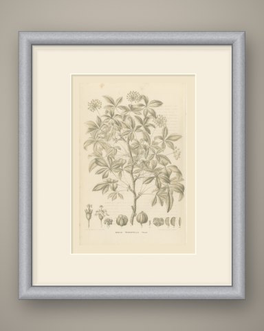 Aralia Pentaphylla Shrub with Flower and Fruit Details Lithograph, 1858, shown framed