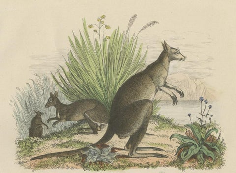 Decorative Antique Handcolored Print of Two Kangaroos in Australia, 1854, close-up 1