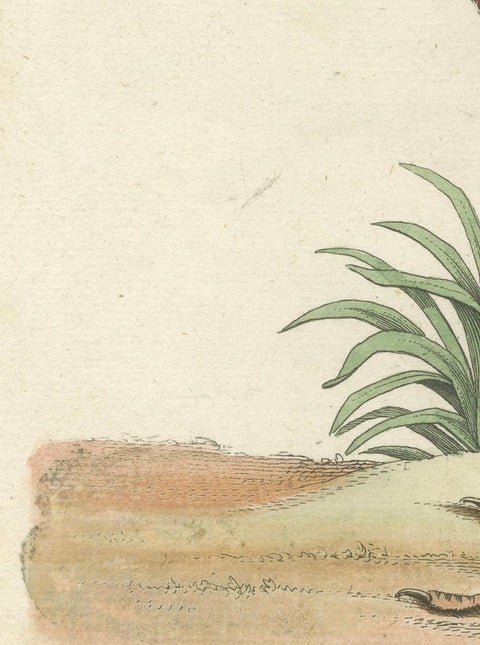 Hand-Colored Engraving of the Red Curlew by Johann Michael Seligmann, ca.1770, close-up 2