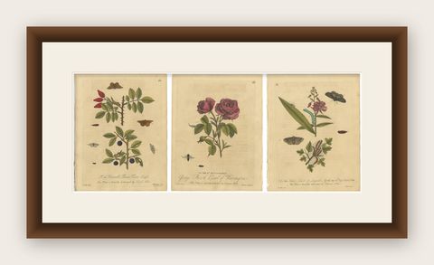 Antique Rose and Botanical Insect Engravings, Decorative Natural History, 1720, shown framed