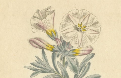 Antique Botanical Engraving of Silverbush - Rare 1799 Floral Print by Curtis, close-up 3