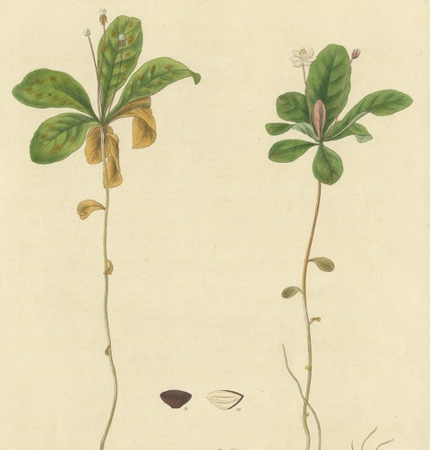 Antique Botany Print of Trientalis Europea by Curtis, 'circa 1817', view 3