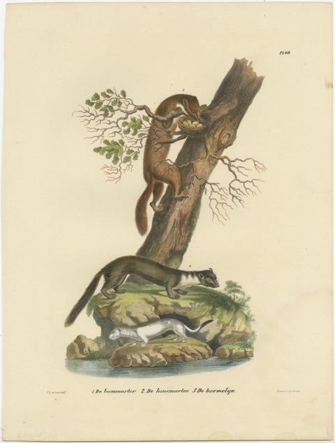 Antique Print of a European Pine Marter, Marten and Stoat, view 2