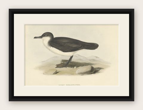 Dusky Shearwater, Antique Bird Lithograph by John Gould, c.1832, shown framed