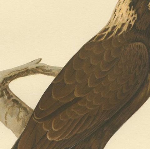 Original Antique Bird Print of the Western Marsh Harrier, 1929, close-up 2