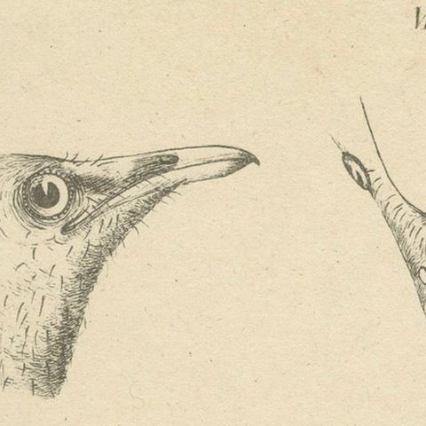 The Bald-Like Snapping Bird on a Hand-Colored Lithograph, circa 1820, close-up 4