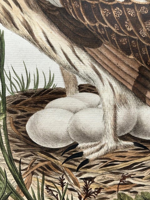 Strix Ulula, Hand-Coloured Engraving of Short-Eared Owl with Eggs, 1770–1829, view 5