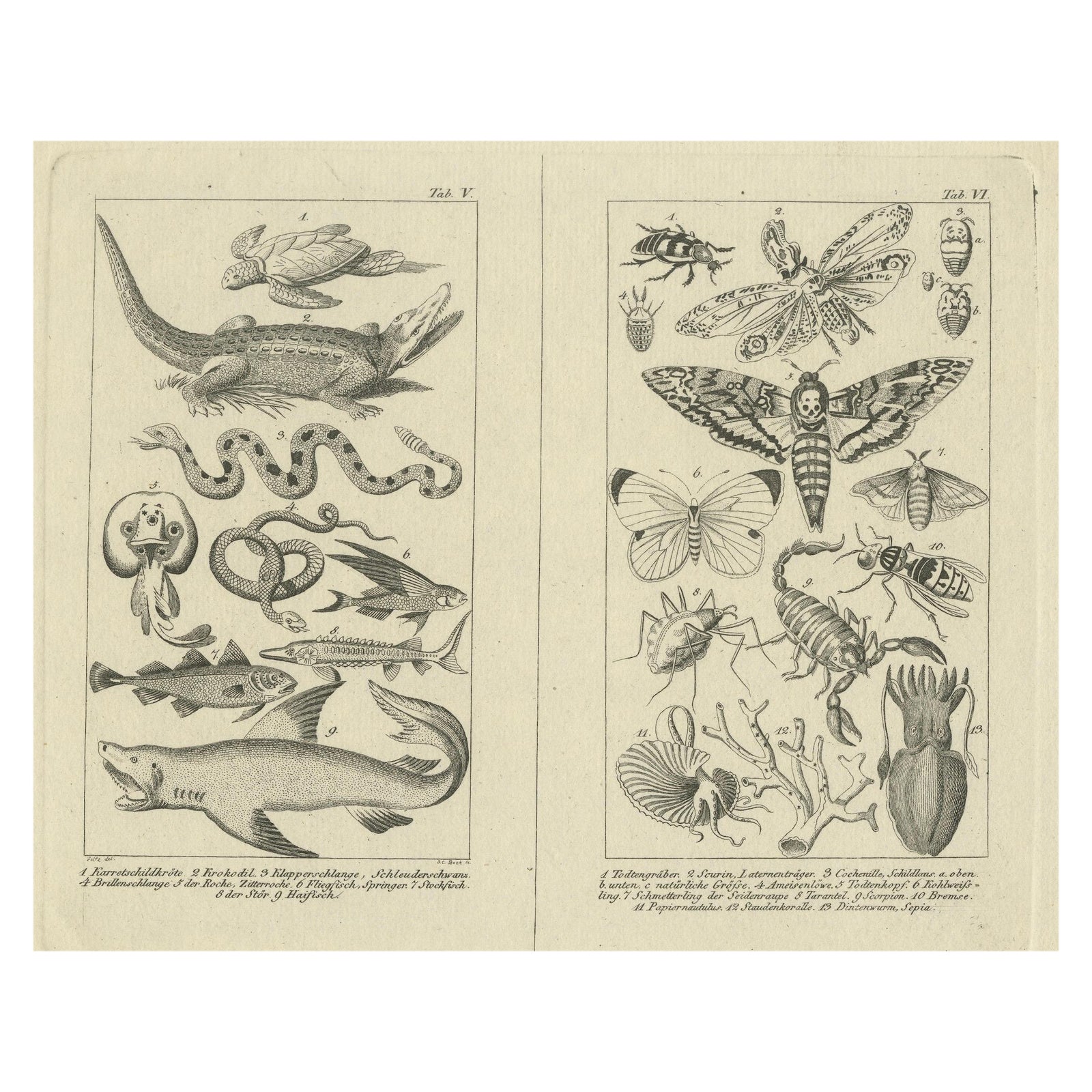Antique Zoological Engravings of Reptiles, Fish & Insects, c.1800