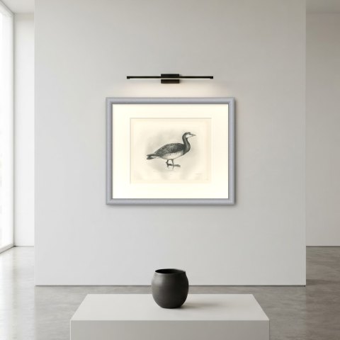 Barnacle Goose Standing at the Water's Edge after Lilian Medland, c. 1909, shown framed on a wall