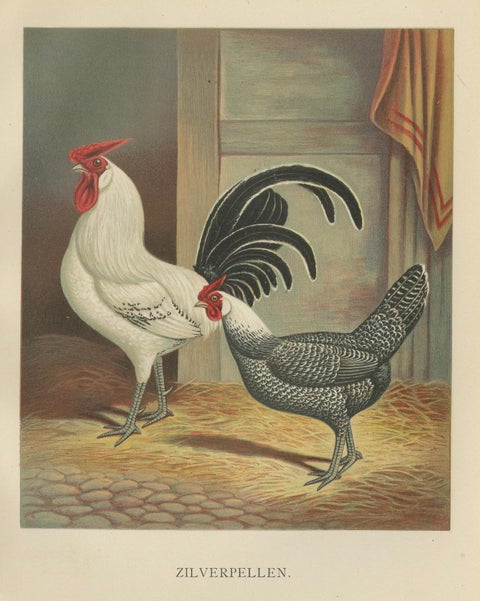 The Elegant Silver Penciled Chicken - A Rare 19th Century Poultry Lithograph, close-up 5