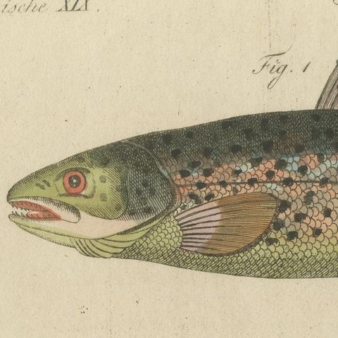 Five Trout with Salmon Trout and Alpine Char, Antique Bertuch Print, circa 1805, close-up 6