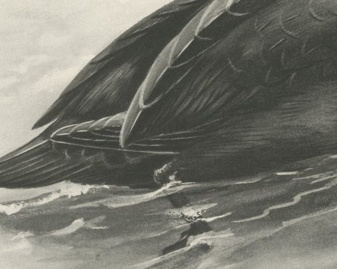 Common Scoter Drake on Open Water, Plate CLXXXIX after Lilian Medland, c. 1909, close-up 2