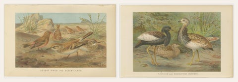 Antique Bird Prints Set of 2, Desert Species, Victorian Chromolithographs, 1895, view 2