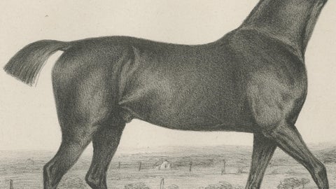 Antique Thoroughbred Stallion Selim, Arabian Bloodlines, Hullmandel c.1840, close-up 3
