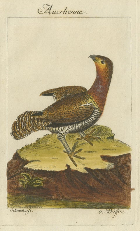 Antique Bird Print of a Western Capercaillie or Wood Grouse Hen, view 3