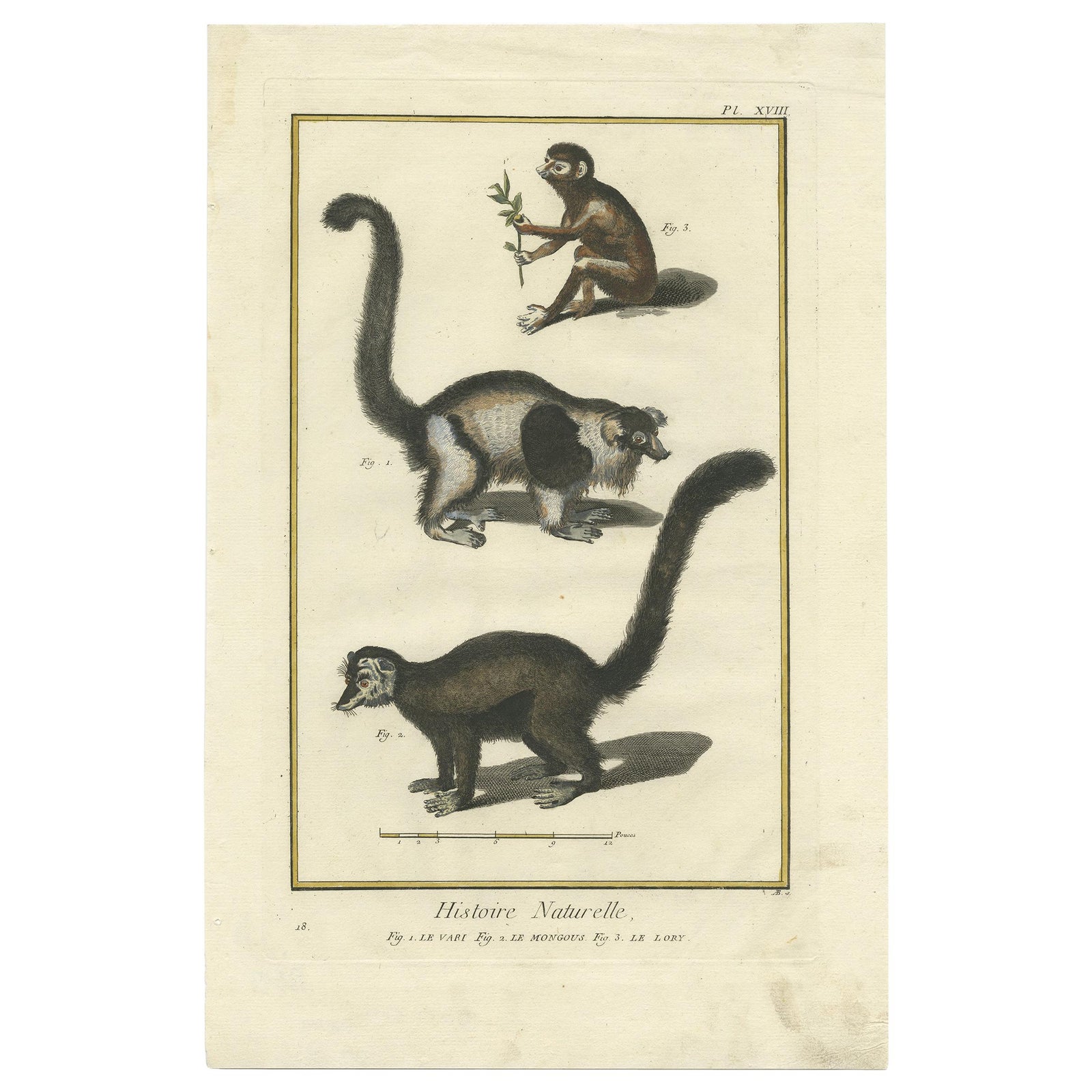 Antique Handcolored Engraving of Vari Monkey, Mongoose, Lori Print, 1774