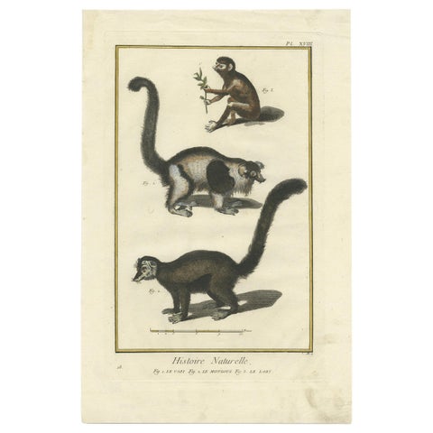 Antique Handcolored Engraving of Vari Monkey, Mongoose, Lori Print, 1774
