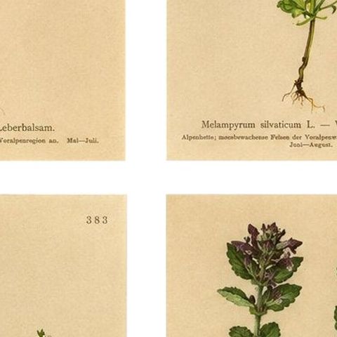 Alpine Foxglove & Wildflowers, Small Seizded Antique Botanical Print Set, 1897, close-up 2