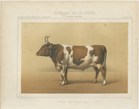 Breton Ox, French Cattle Breed, Antique Chromolithograph by Borie, 1863, view 2