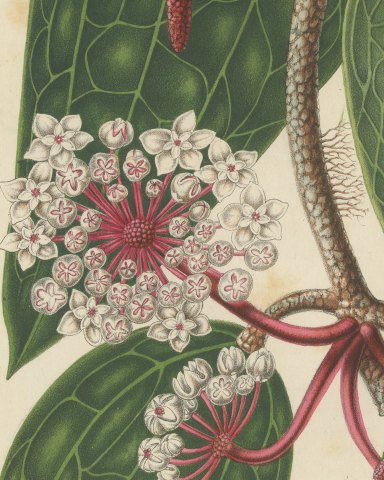 Hoya Macrophylla, Wax Plant in Flower Chromolithograph, 1859, close-up 1