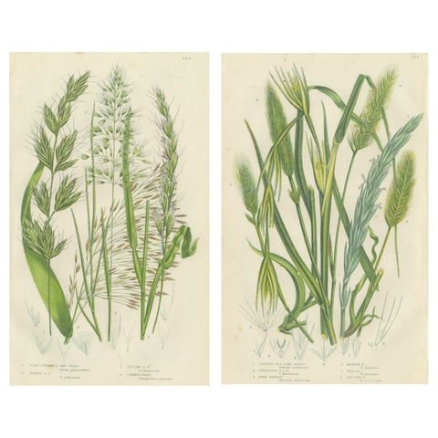 Antique Botanical Engravings of Grass and Rush Species, 1873