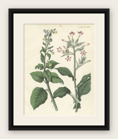 Hand-Colored Botanical Litho of Nicotiana Tabacum and Nicotiana Rustica, 1854, shown framed