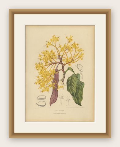 Original Antique Botanical Chromolithograph of Yellow Saraca, c.1880, shown framed