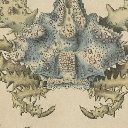 19th Century Antique Handcolored Print of Different Sea Crabs, 1845, close-up 5