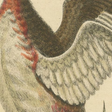Antique Bird Print of a Horned Grebe, close-up 2