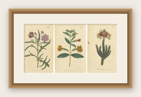 Old Purple Jacob's Ladder, Golden Monkeyflower and Red Kangaroo Paw Prints, 1797, shown framed