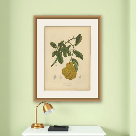 Original Antique Botanical Chromolithograph of Buddha's Hand Citron, c. 1880, shown framed on a wall